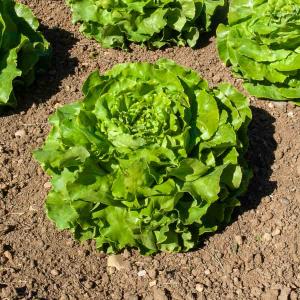 Laitue Pommée Sagess - Graines d'Exception